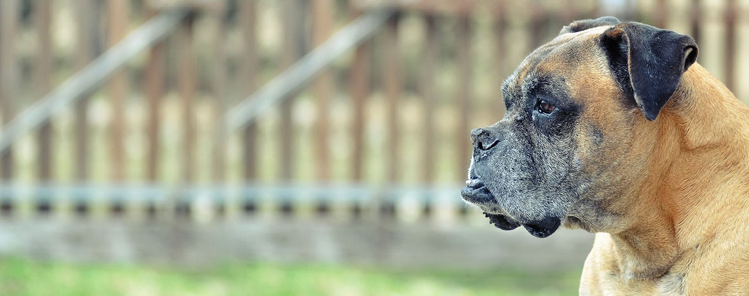 Why Do Boxer Dogs Stare Wag!