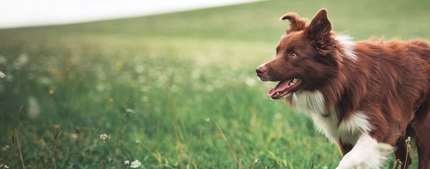 Why Do Border Collies Run Away Wag