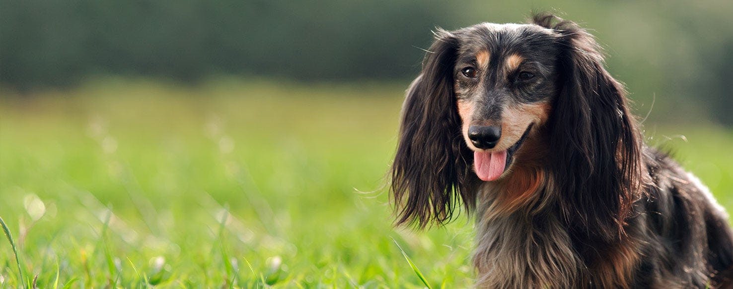 Why Do Dachshunds Lay On Their Backs