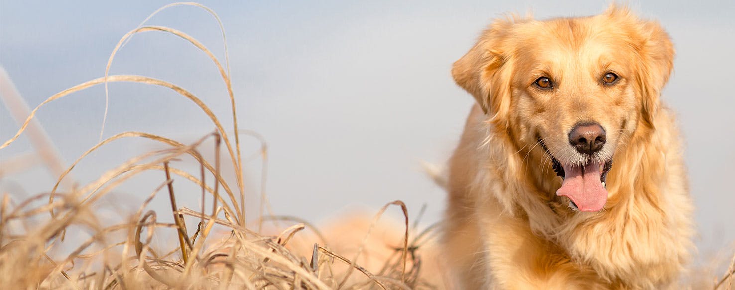 do golden retriever puppies bark a lot?