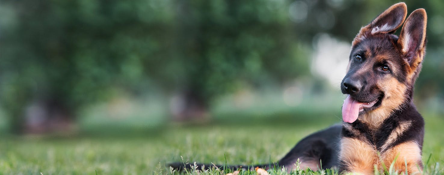 Leerburg  LongHaired German Shepherds