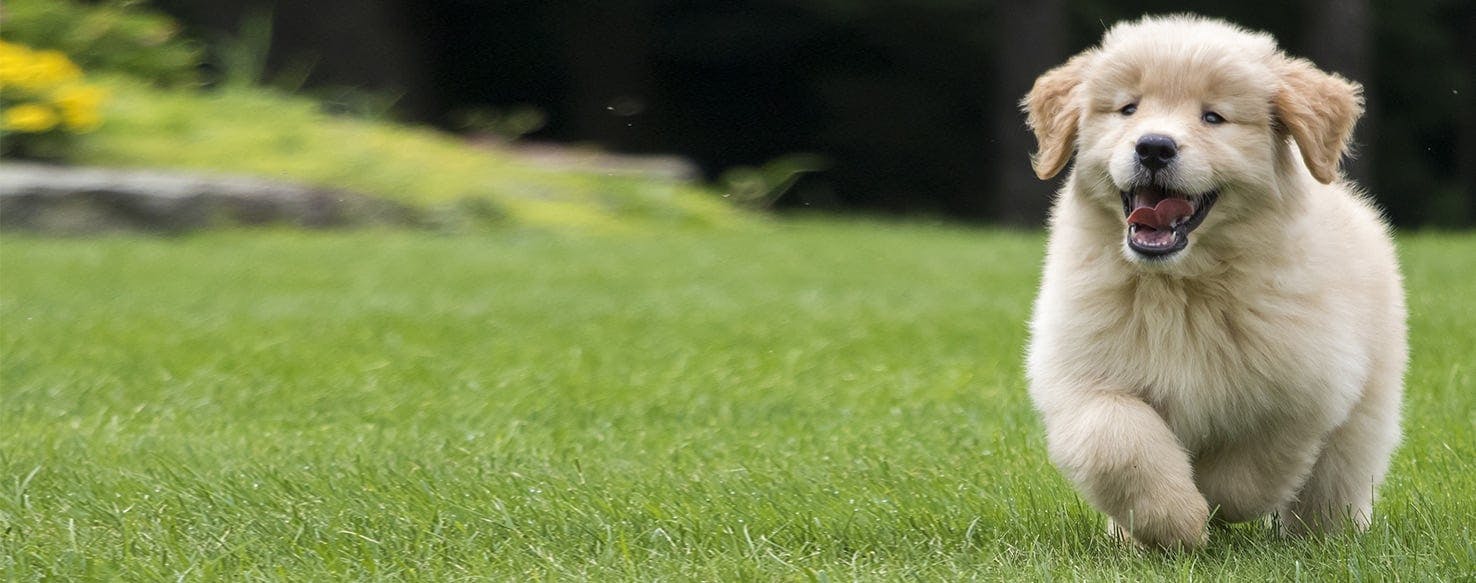 Golden retriever best sale puppy eating