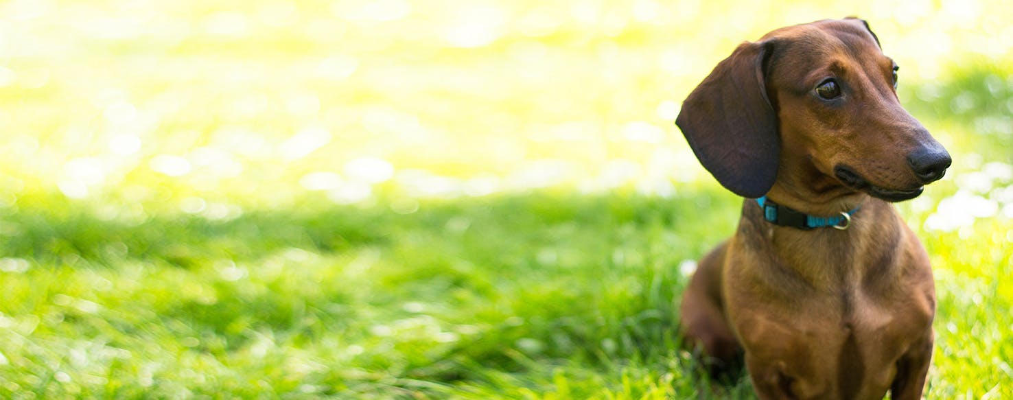 Why Do Dachshunds Eat Grass