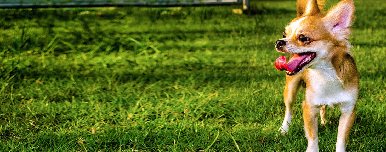 chihuahua eating grass