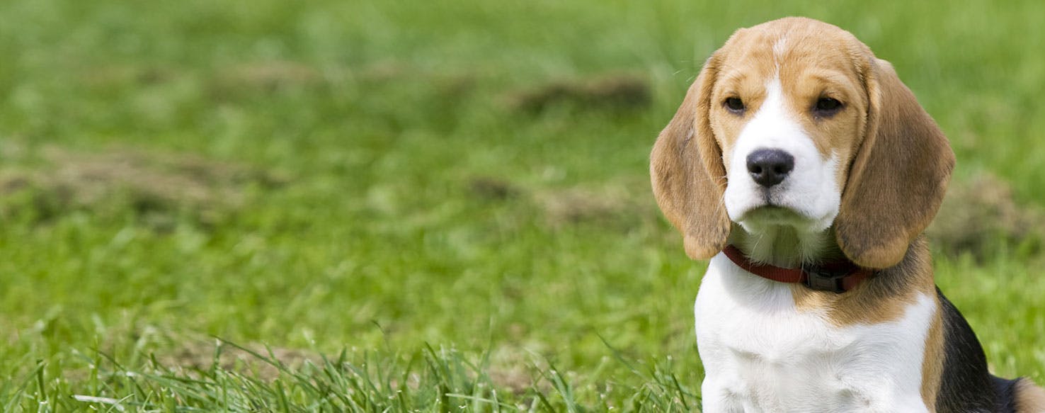 what food do beagle puppies eat