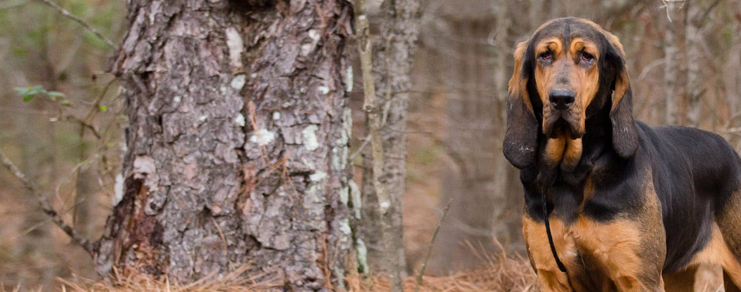 Why Do Bloodhounds Drink So Much Water