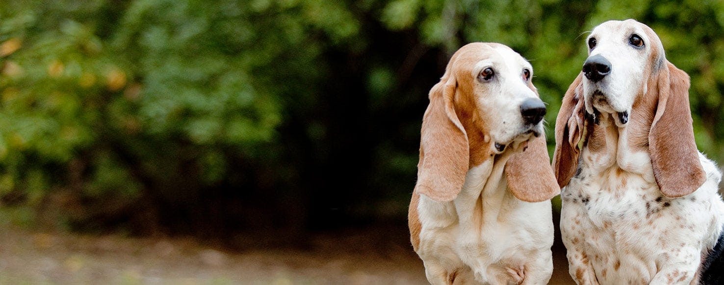 how many scent receptors does a basset hound have