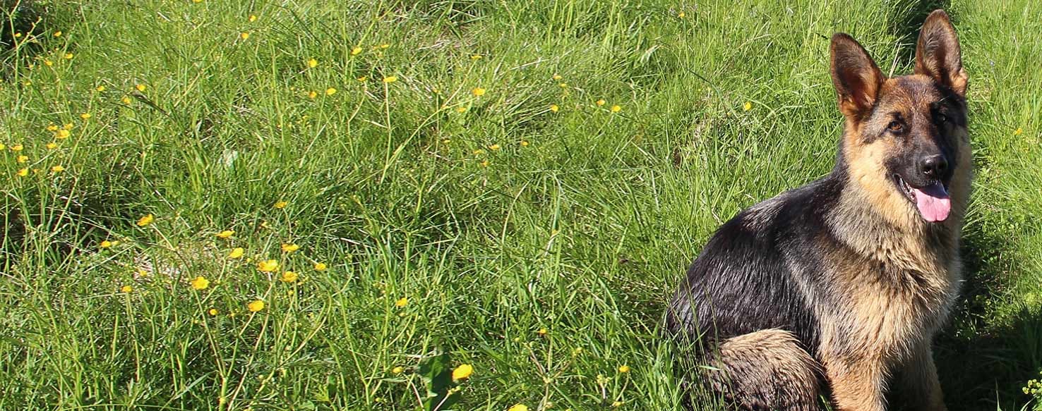 That Irresistible Head Tilt: Why Do Dogs Turn Their Heads to One