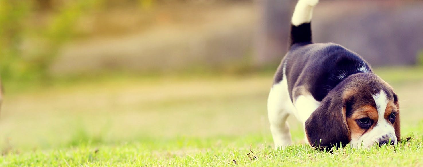 Why Do Beagles Roll Onto Their Backs