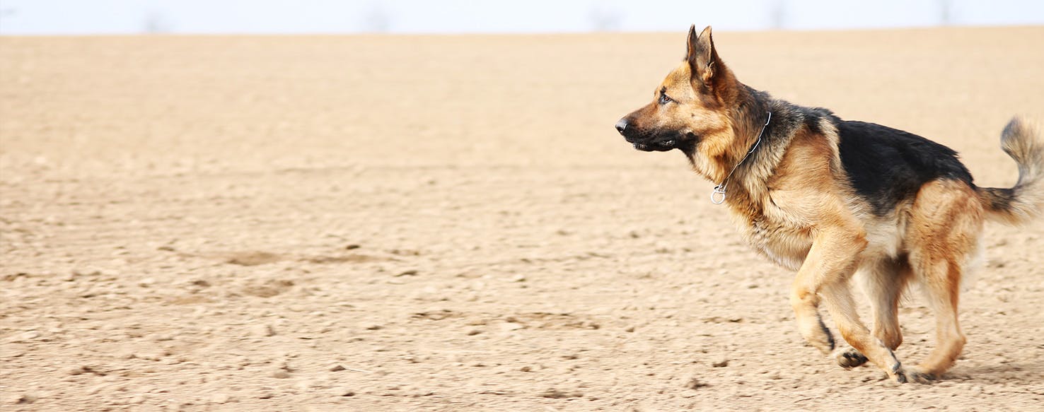 Do german sale shepherds calm down