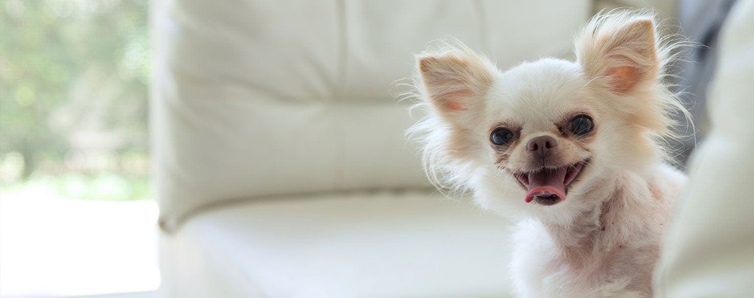 Why Do Chihuahuas Get Angry Wag