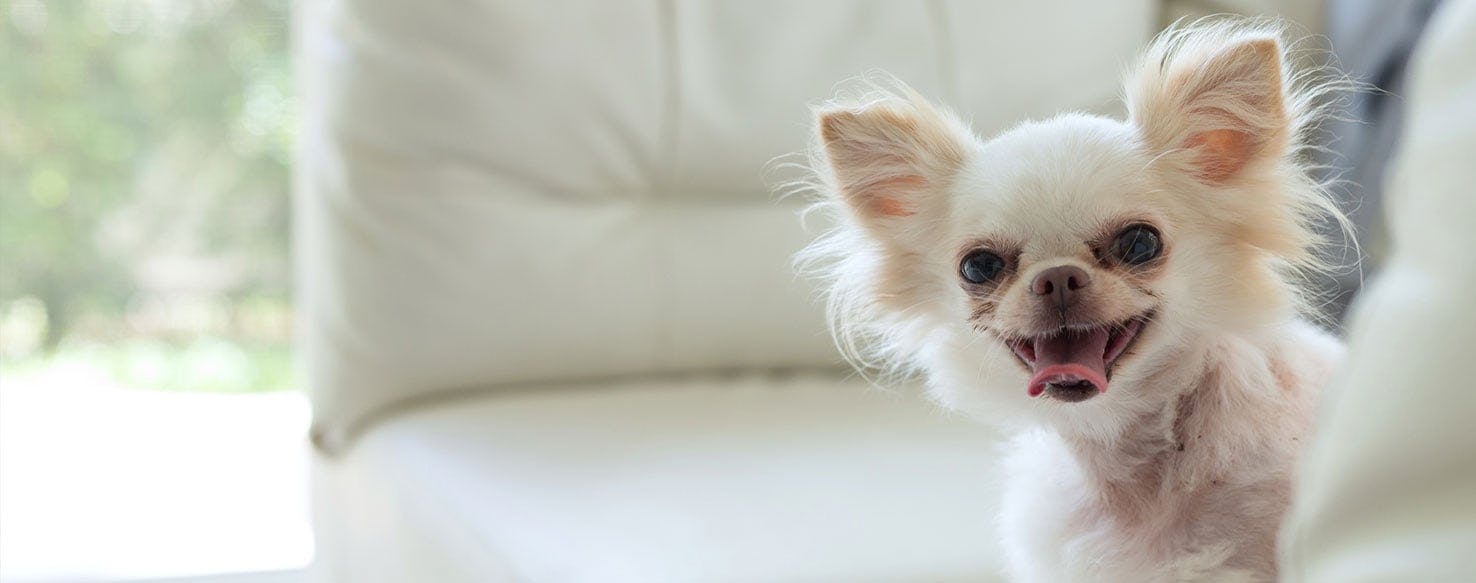 Why Are Chihuahua So Angry? – Golden Bailey Dogs