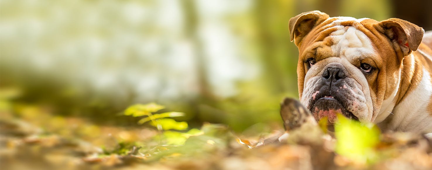 English Bulldog Dry Paw Cleaner