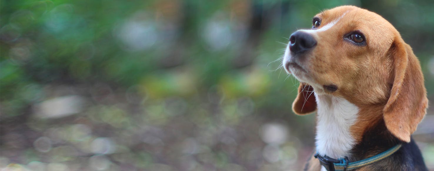 Why Do Beagles Not Listen