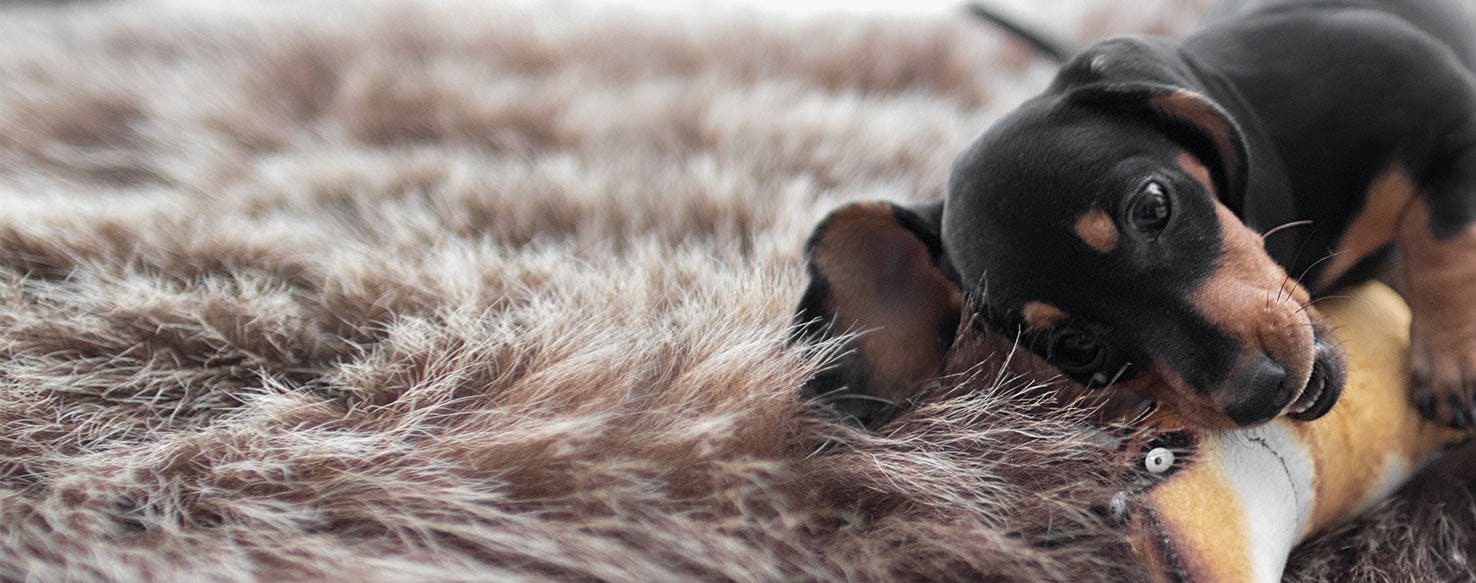 Why Do Dachshunds Get So Cold