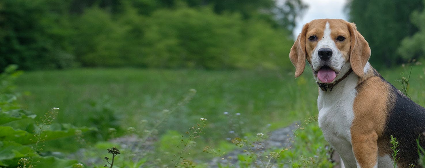 why is my beagle eating grass?