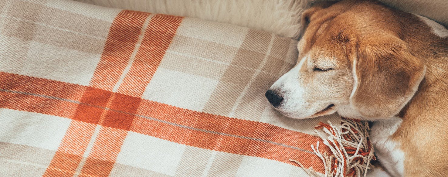 Dog covers 2024 food with blanket