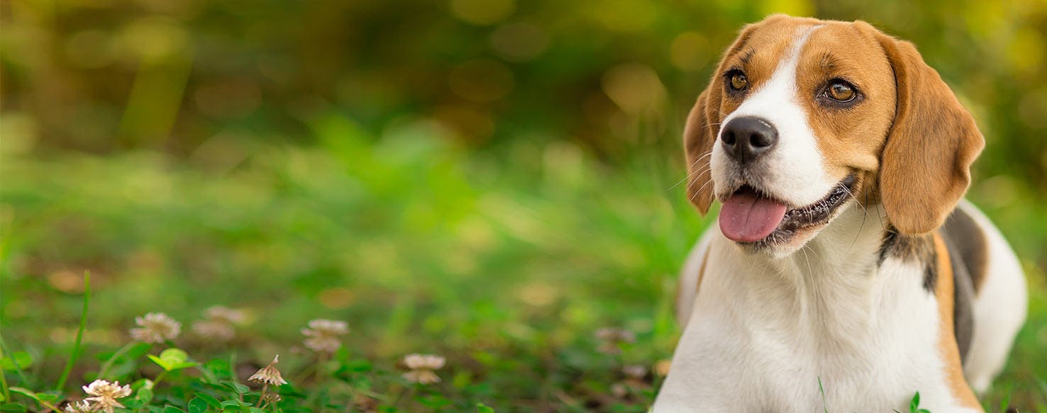 Why Do Beagles Bury Things