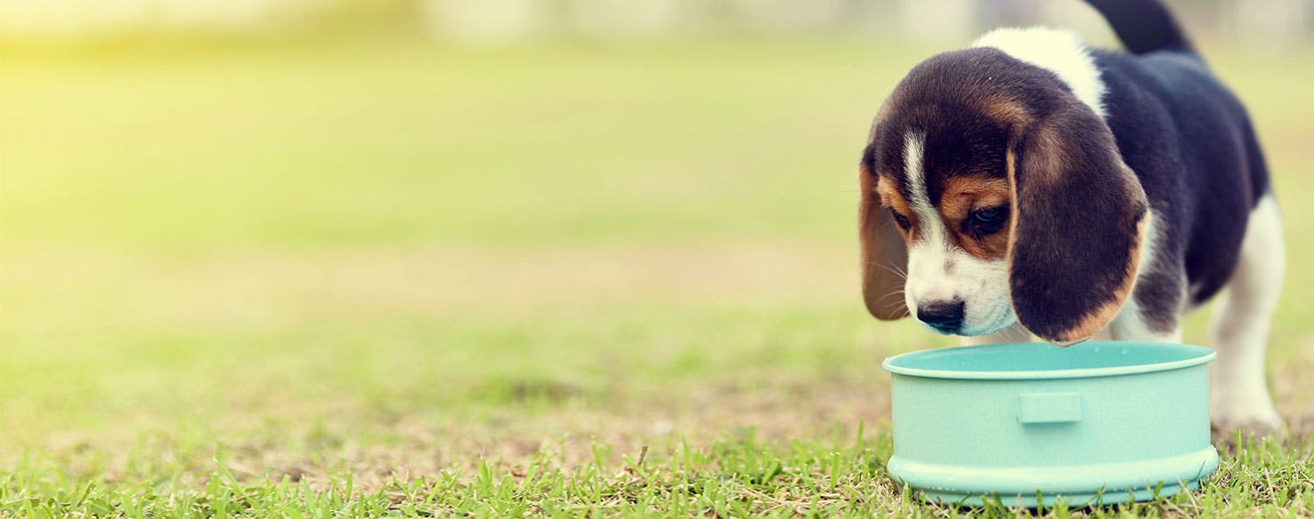 what food do beagle puppies eat