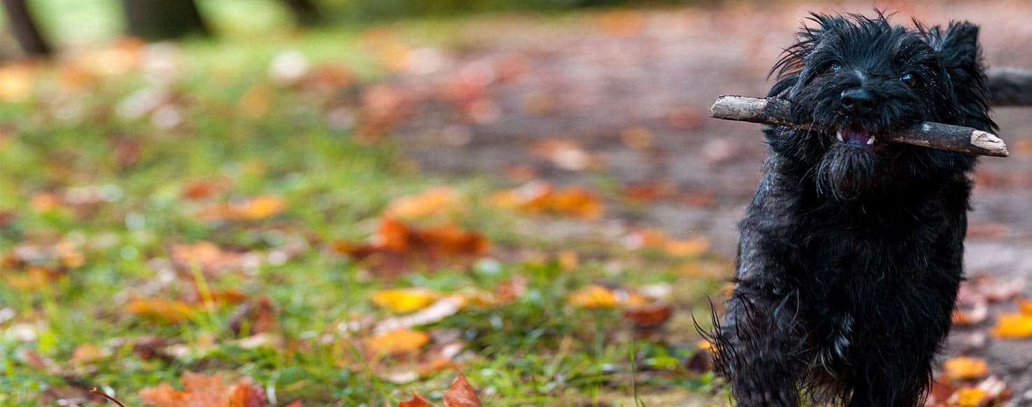 Why Are Cairn Terriers Hard To Train