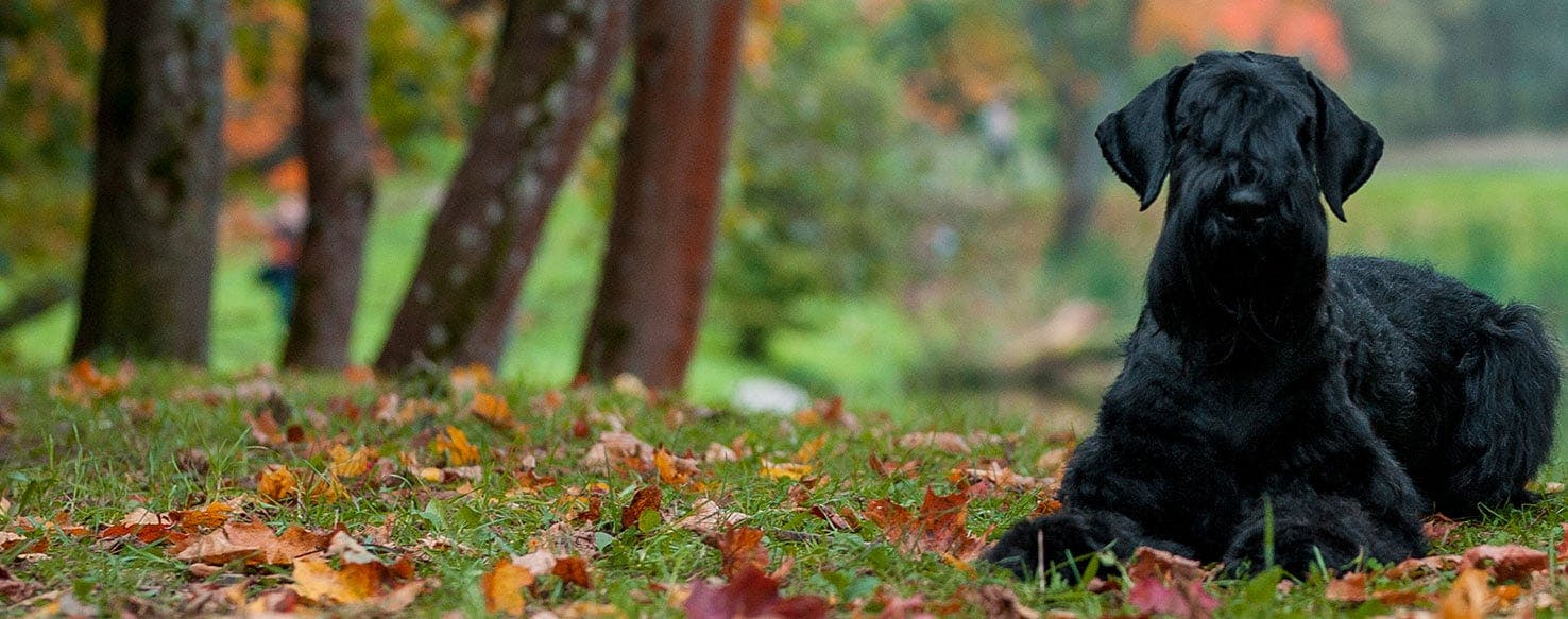 giant schnauzer guarding