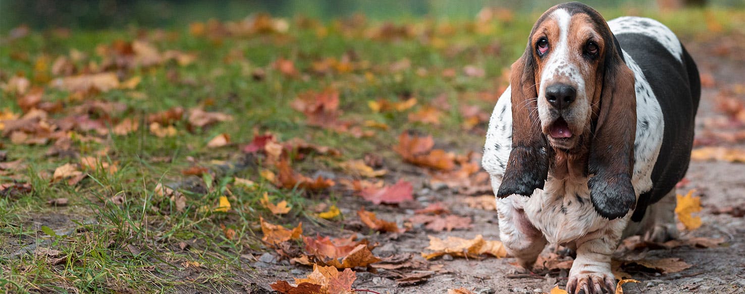 are basset hounds mean