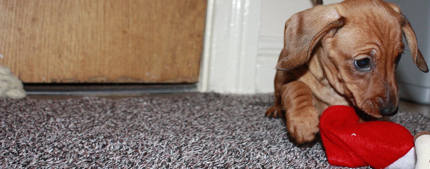 Why Do Dachshunds Lick The Floor