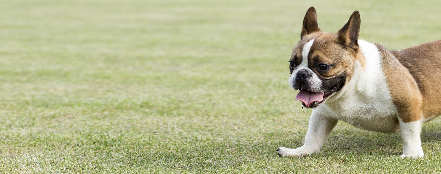 How long should reverse sneezing last in dogs?