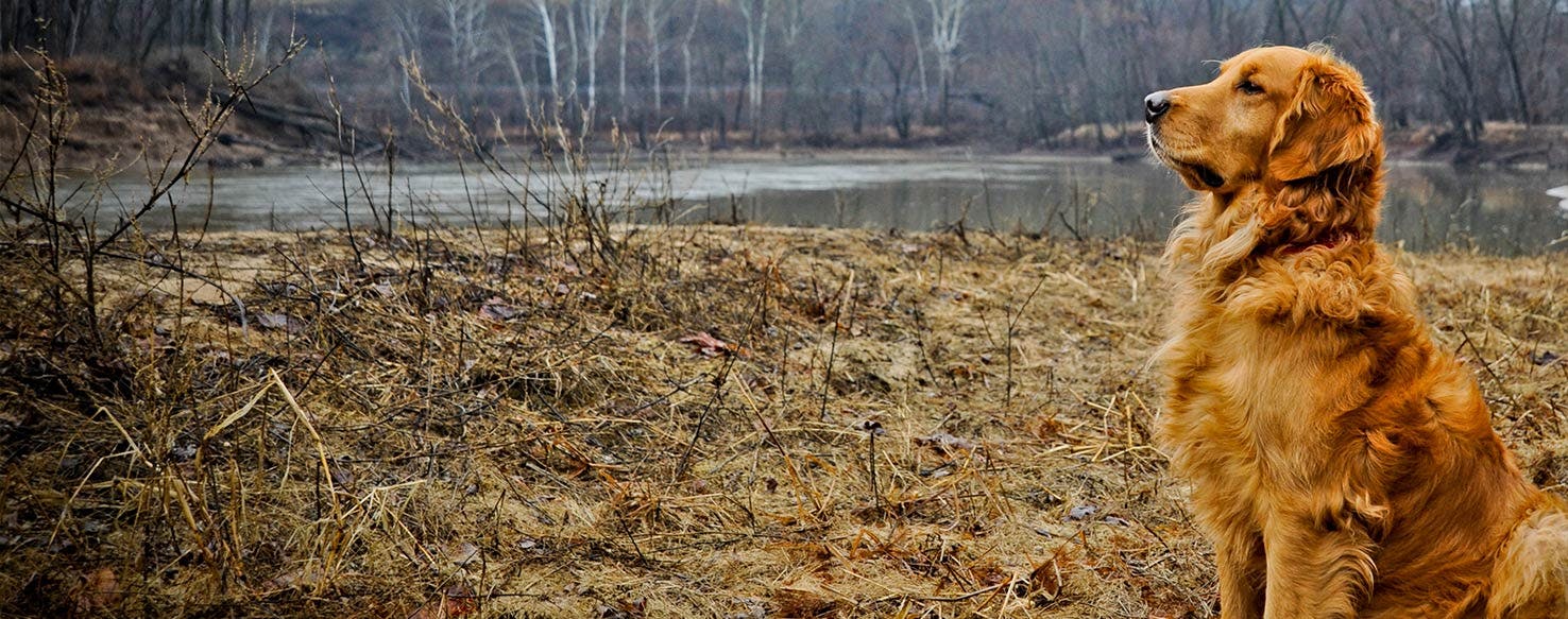 why golden retrievers like water?