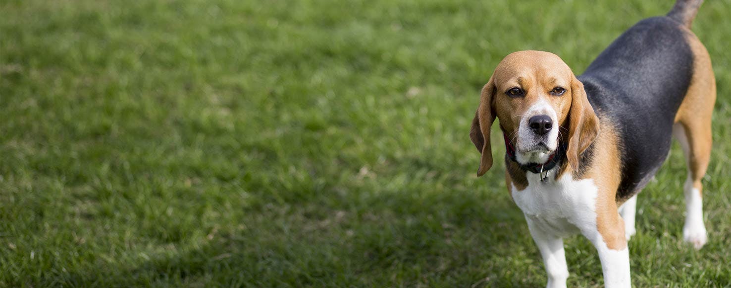 do beagles have an odor