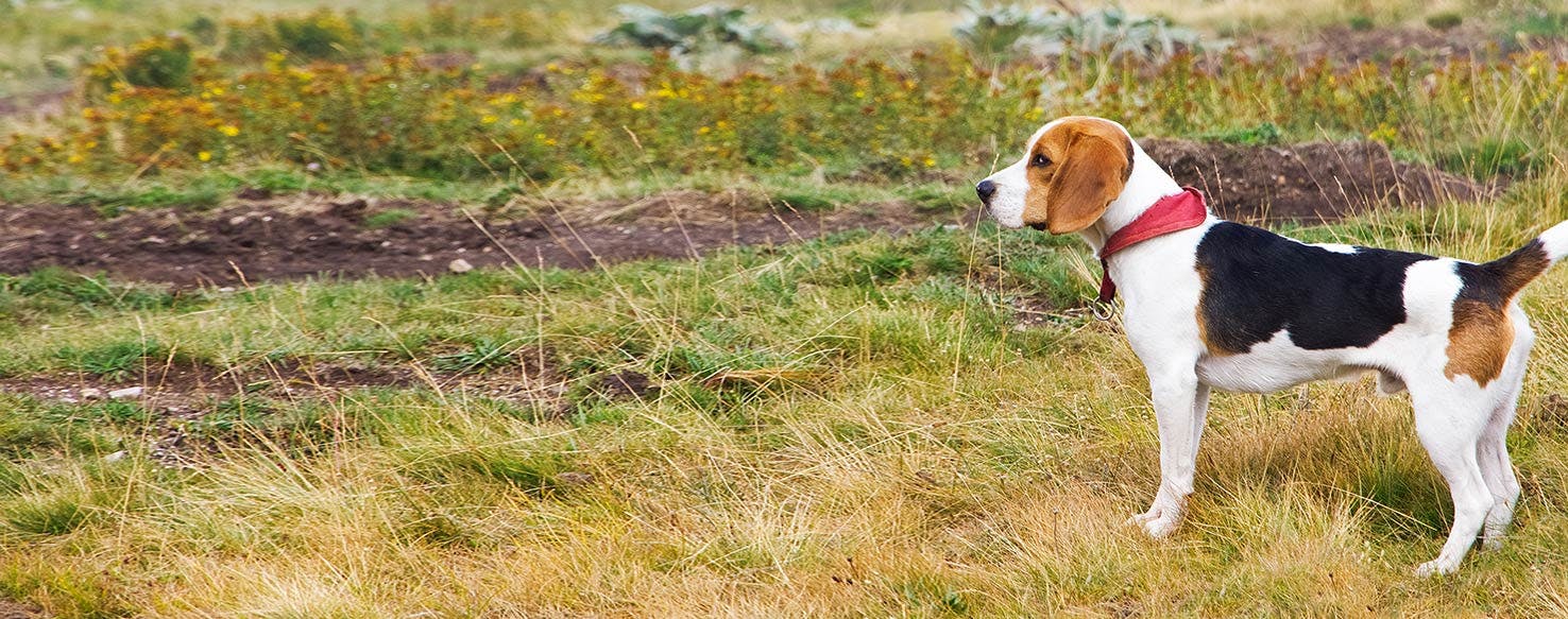 Why Do Beagles Get So Fat