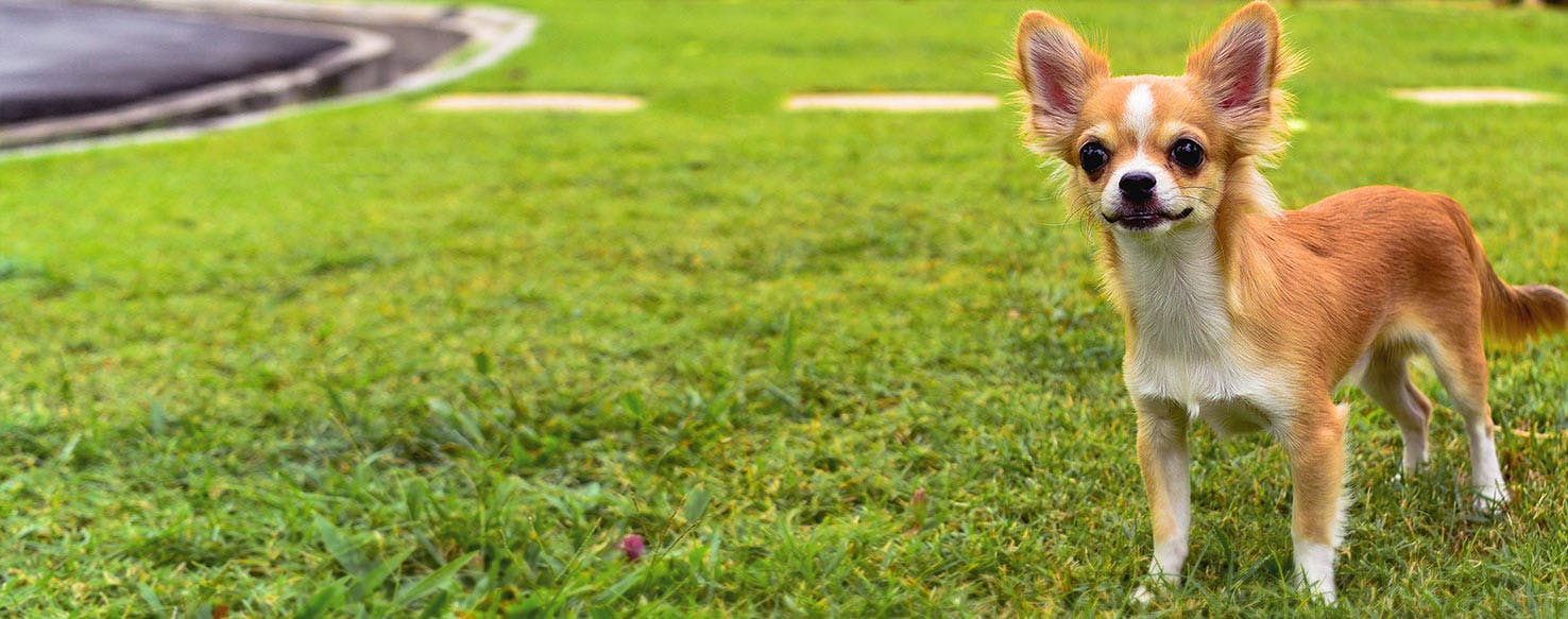 Why Do Chihuahuas Bark So Much
