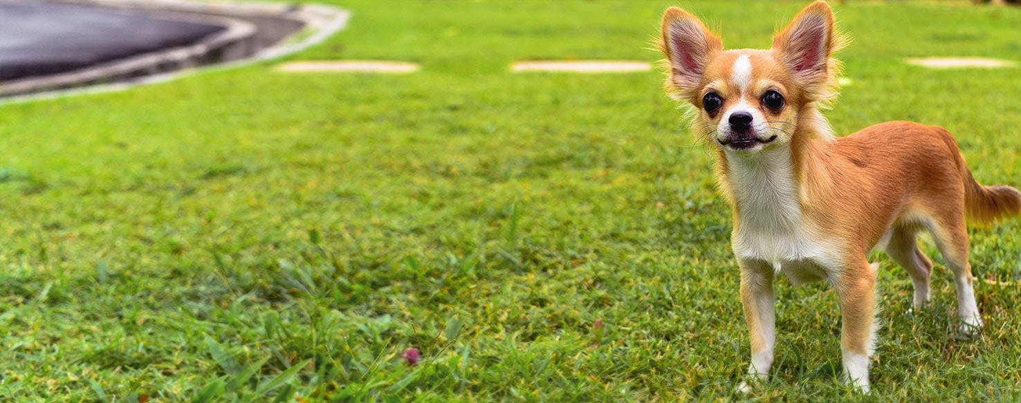 Why Do Chihuahuas Bark So Much - Wag!