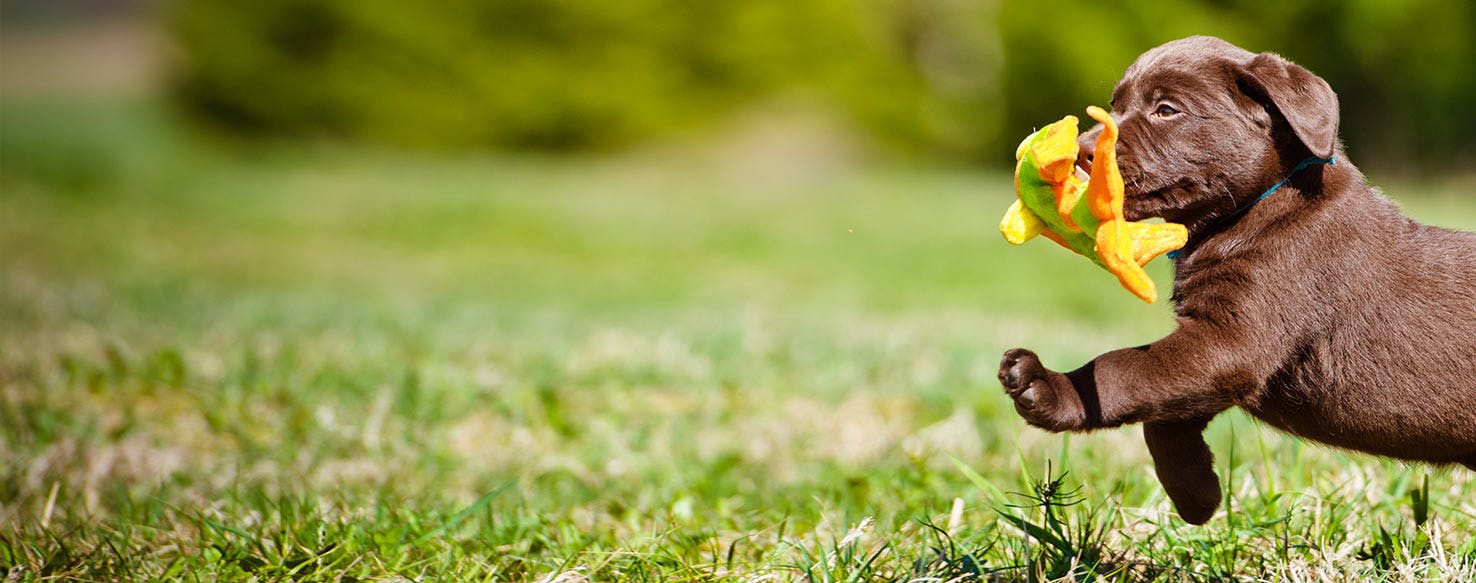 Why Are Labrador Retrievers Good Police Dogs