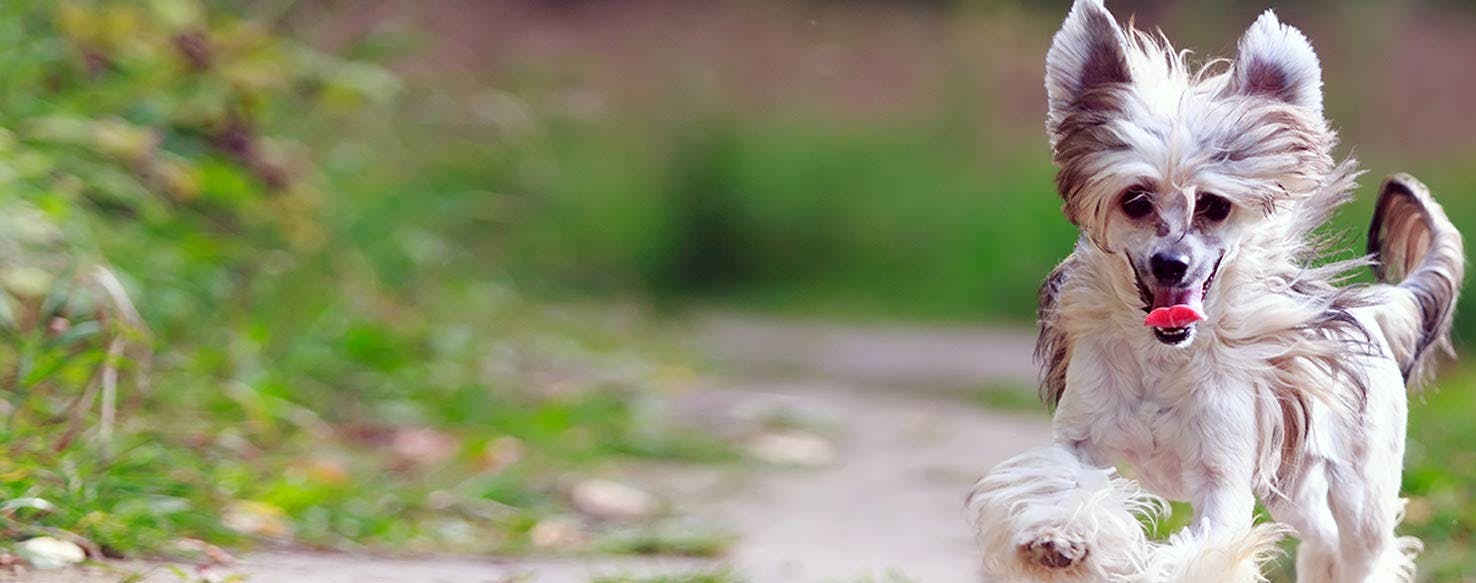 Why Do Chinese Crested Dogs' Tongues Hang Out