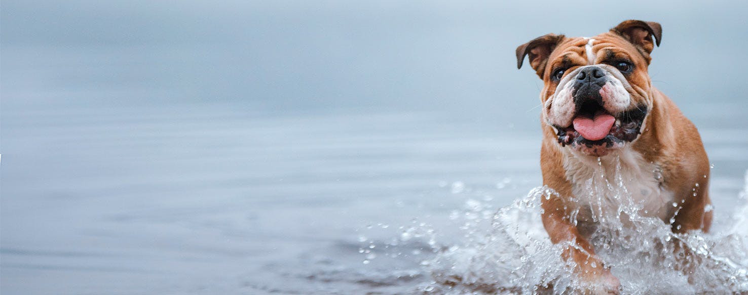 English bulldog shop swimming vest