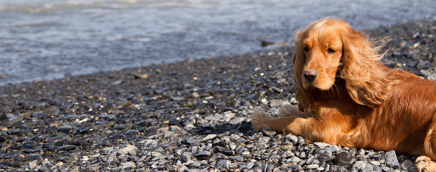 Why Do American Water Spaniels Yodel