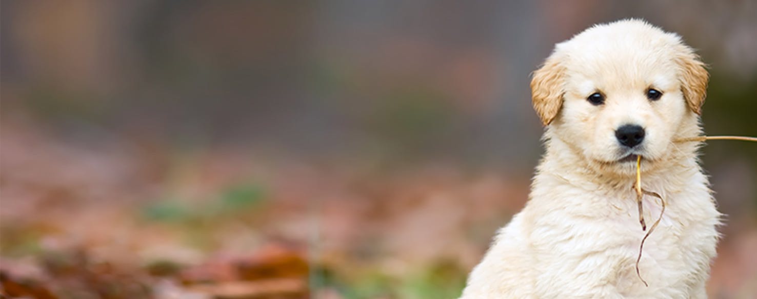 why are golden retrievers good service dogs