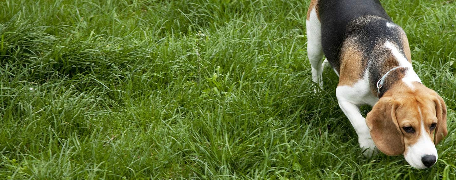 Why American Foxhounds Drool So Much