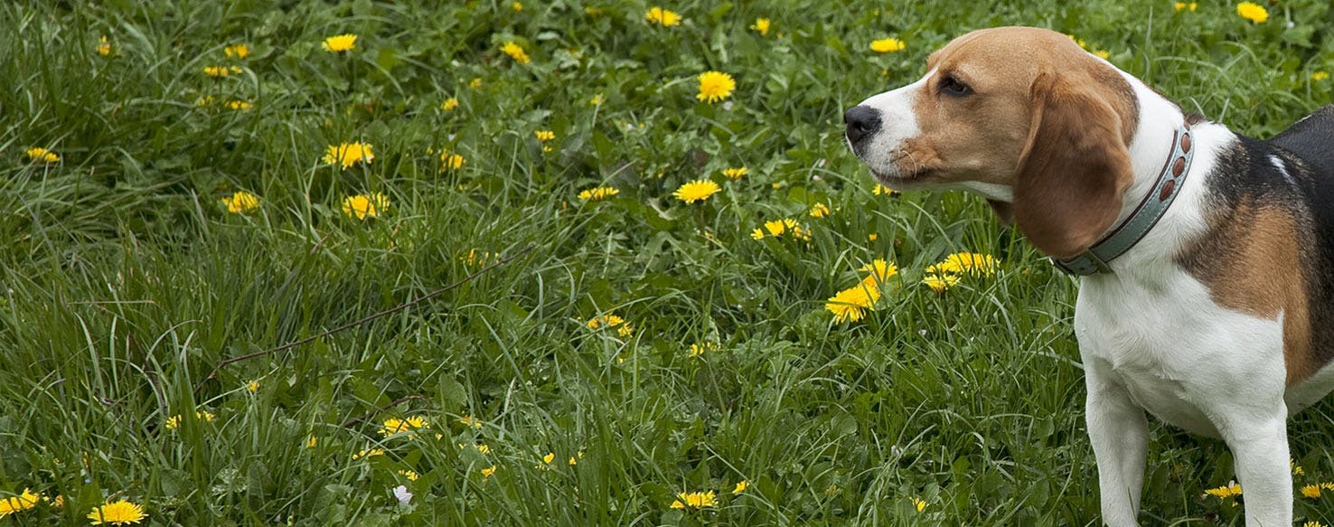 are hounds hard to train