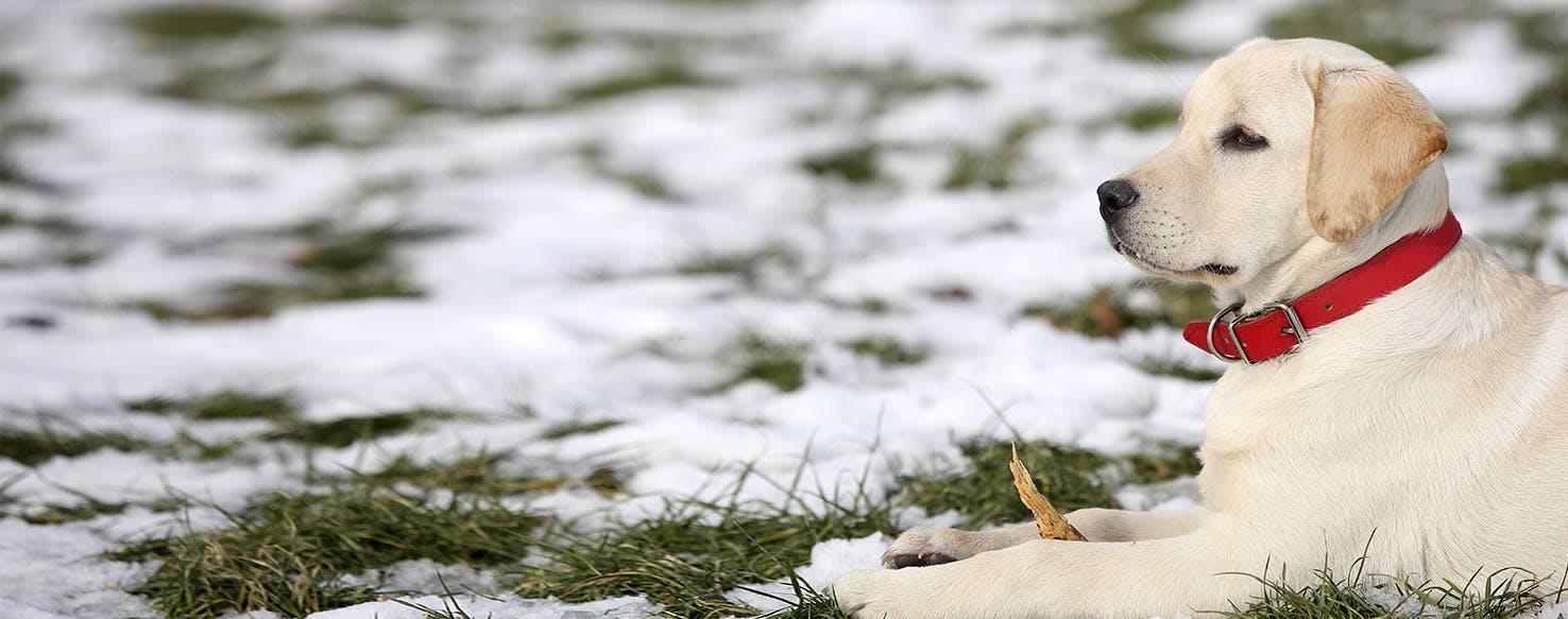 why are labradors seeing eye dogs