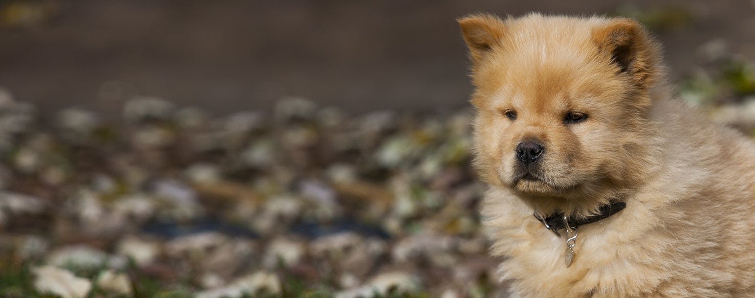 Why Are Chow Chows Aggressive - Wag!