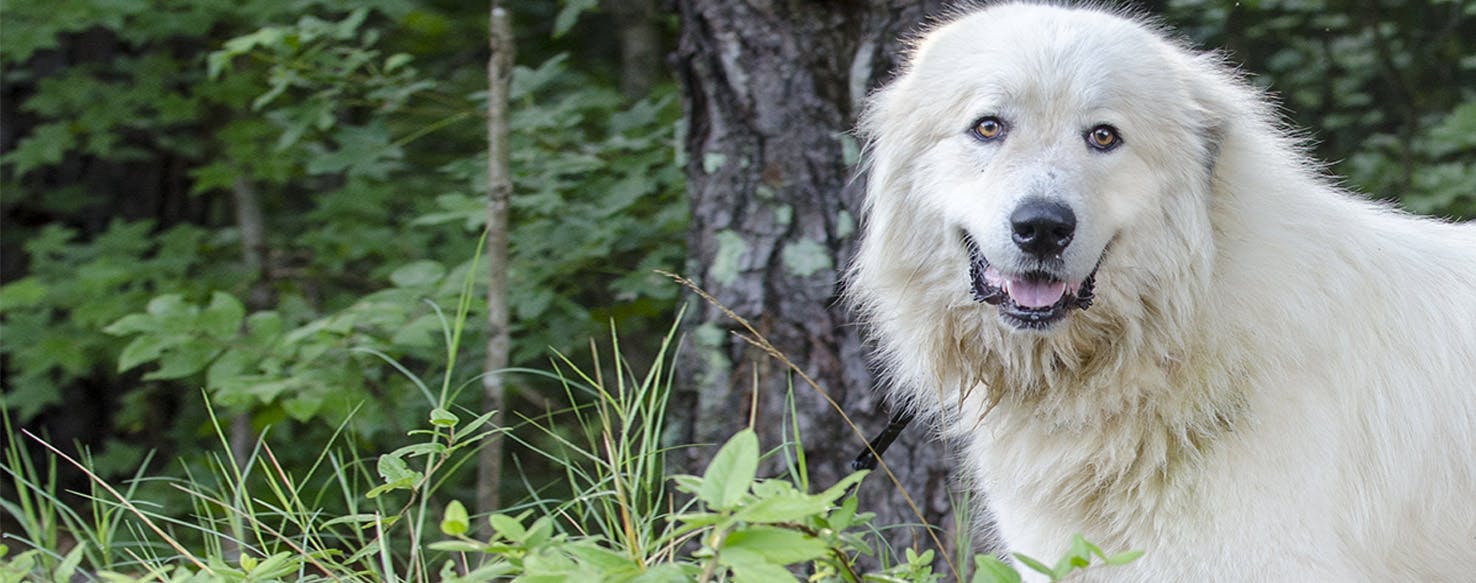 do great pyrenees pant a lot