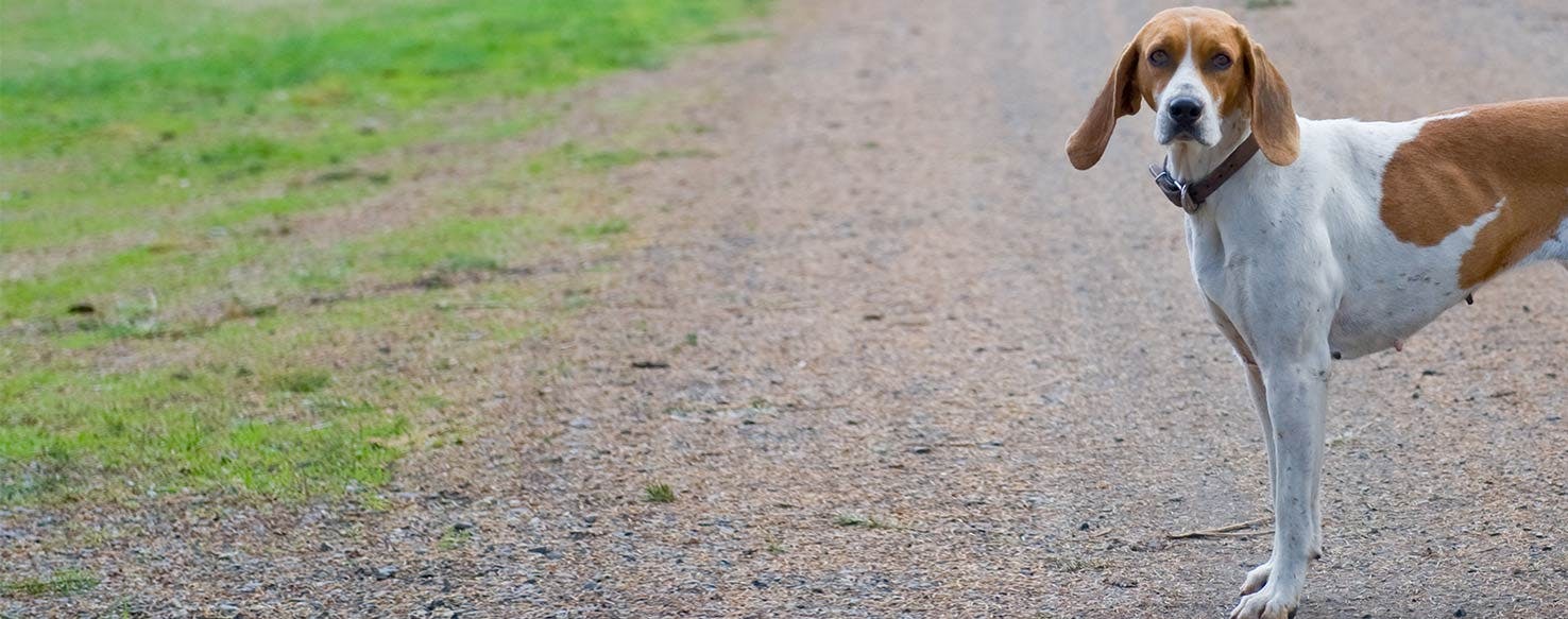 Why American Foxhounds Have Separation Anxiety