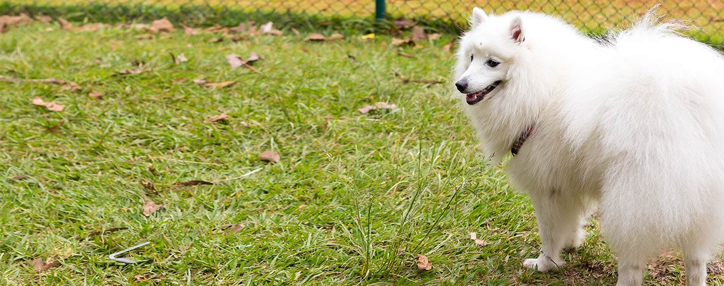 do american eskimo like to cuddle