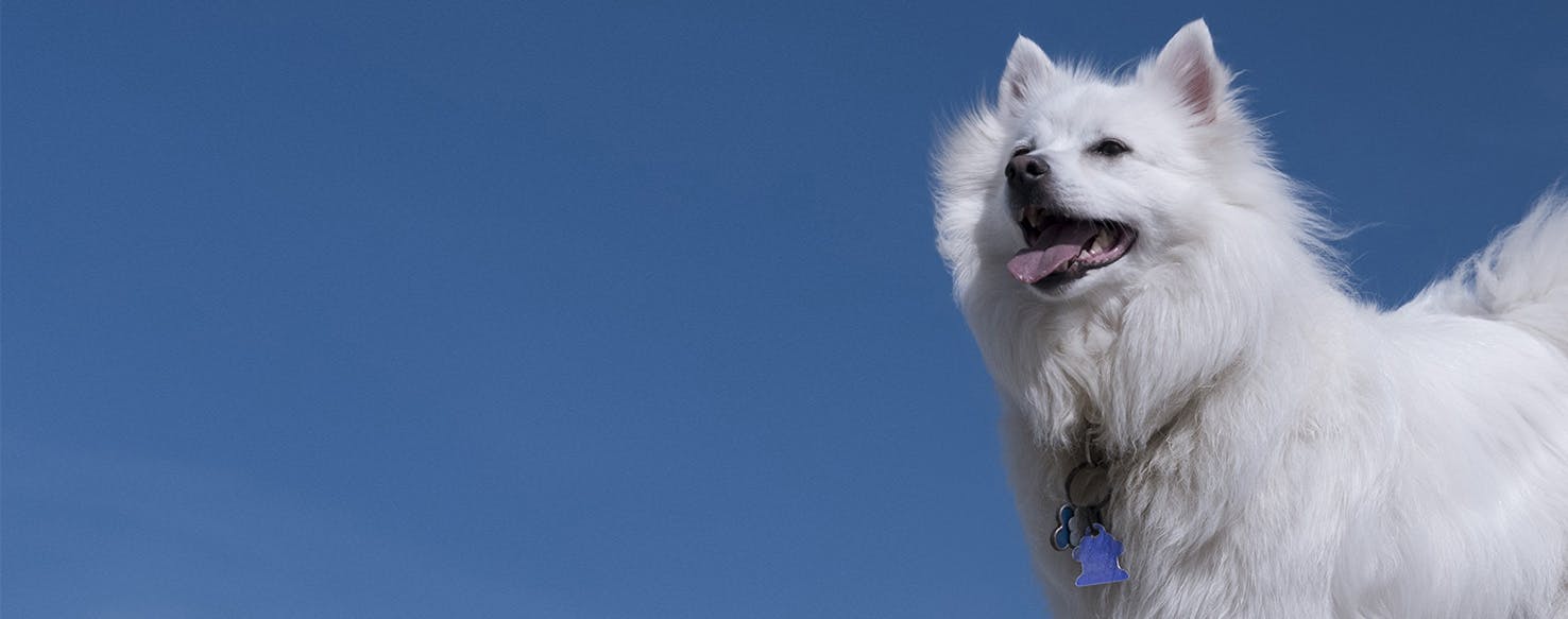 American store eskimo behavior