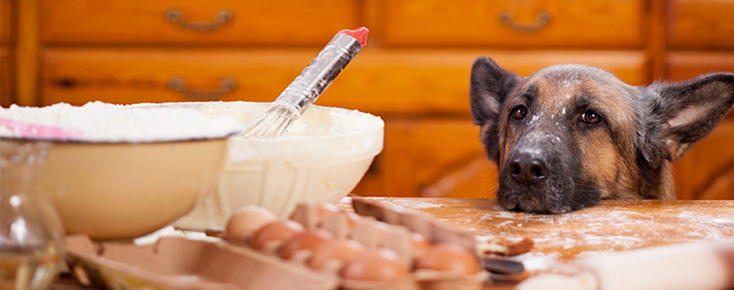 Why Dogs Don't Like Yeast