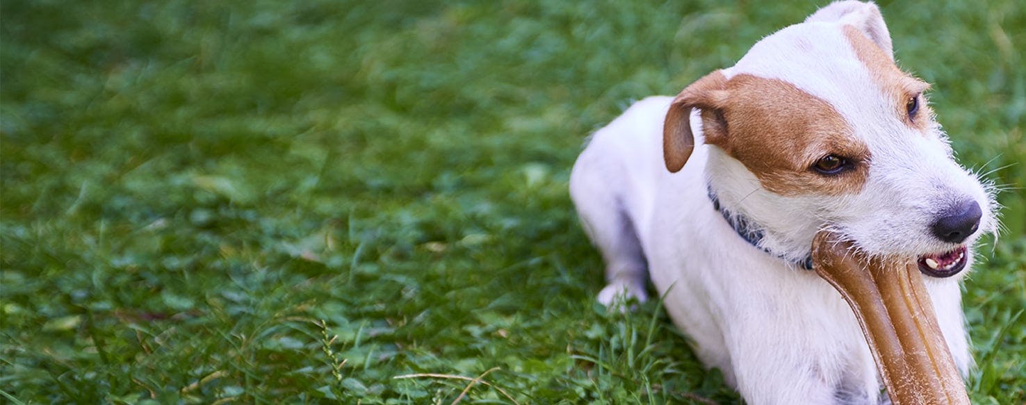 why dogs eat bones