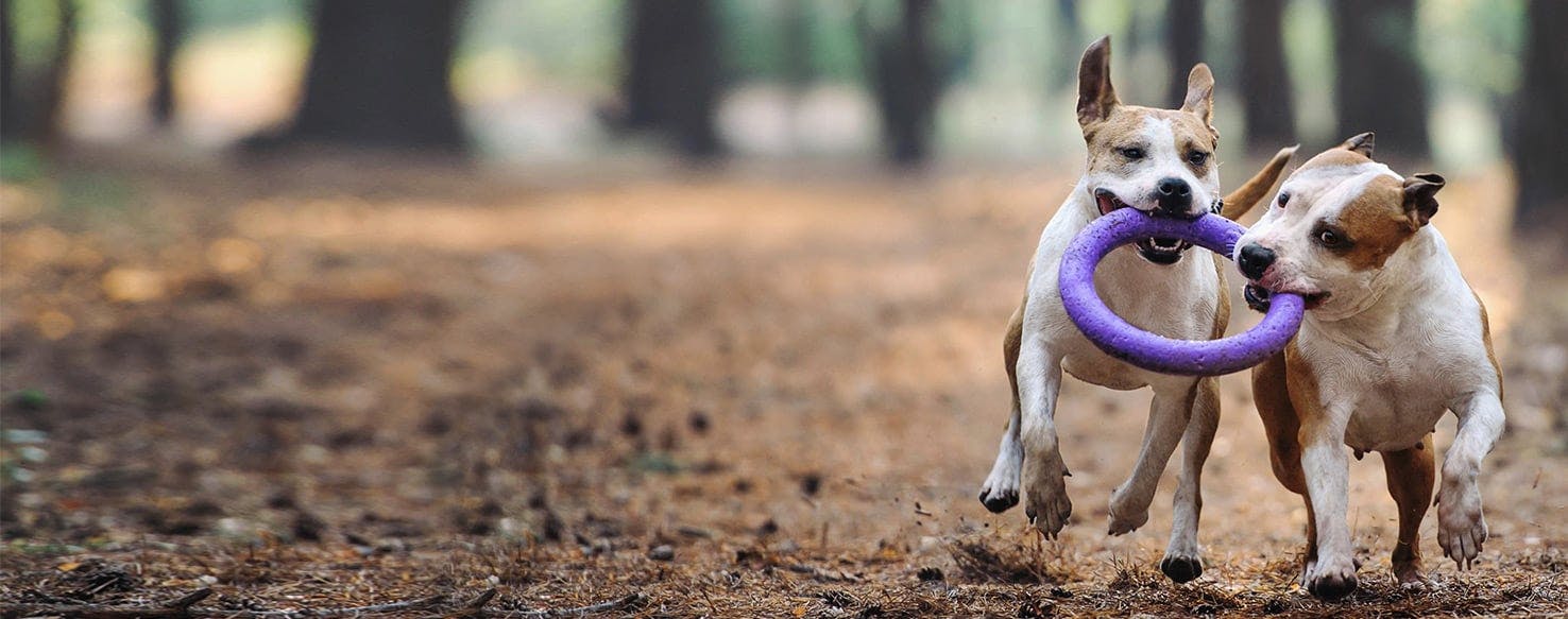 male dog crying for female in heat