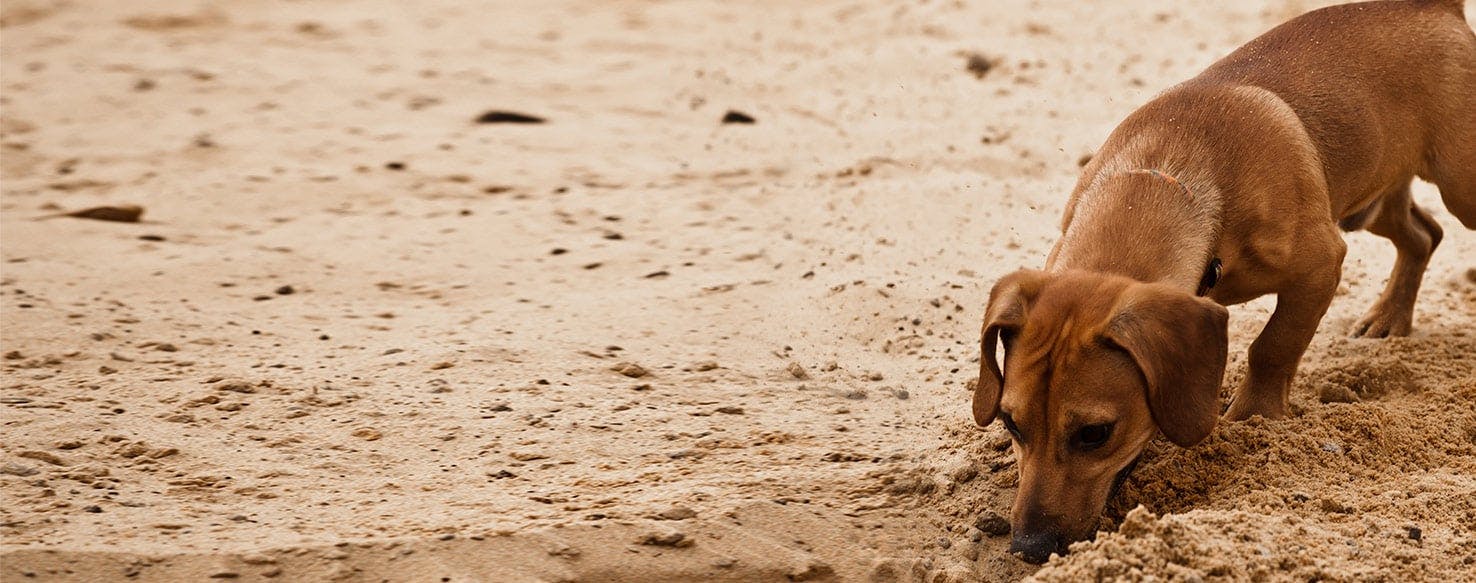 Dog burying bone best sale